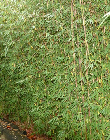 Bambus ´Fargesia Jiuzhaigou ´