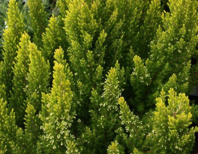 Vresovec stromovitý ´Estrella Gold´