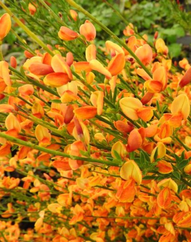 Zanoväť metlinatá ´Apricot Gem´