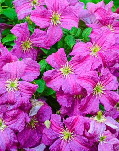 Plamienok ´Mazurek´