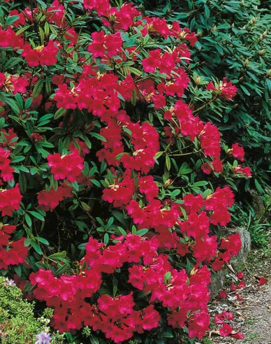 Rododendrón ´Elizabeth´