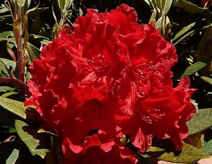 Rododendrón ´Vulcan´s  Flame´