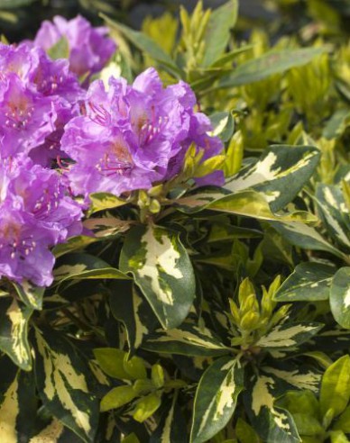 Rododendrón ´Blattgold´