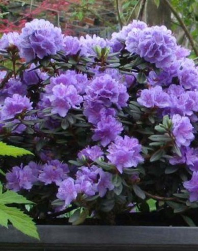 Rododendrón ´Ramapo´