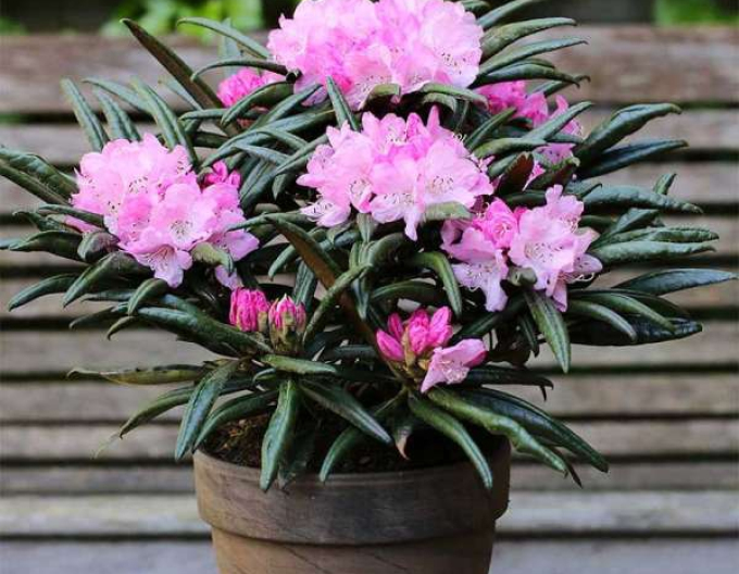 Rododendrón makinoi ´Jens Jörgen Sörensen