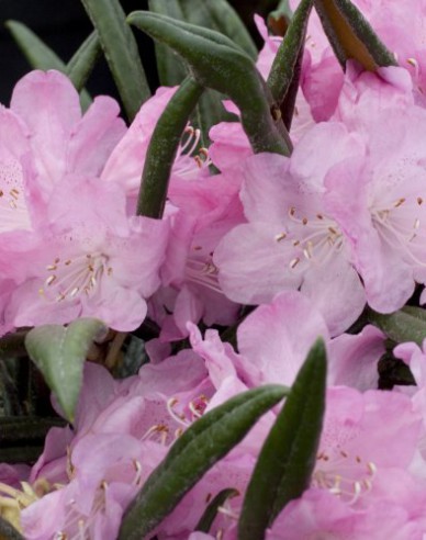 Rododendrón makinoi ´Jens Jörgen Sörensen