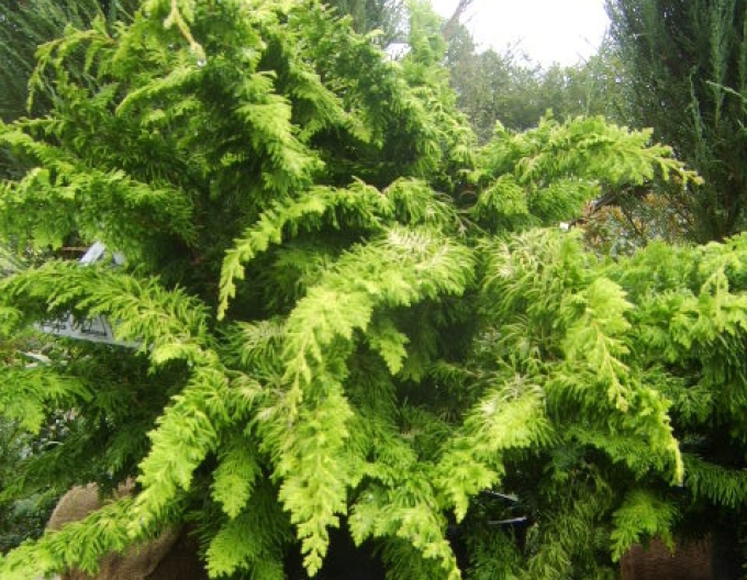 Cypruštek tupolistý ’Fernspray Gold’