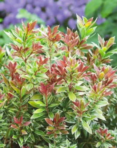 Pieris ´Little Gold´