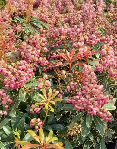 Pieris japonica ´Polar Passion´