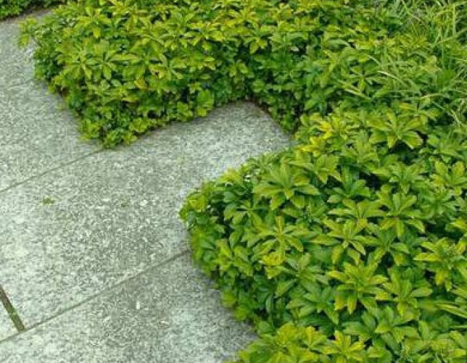 Pachysandra vrcholová ´GREEN CARPET´