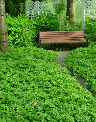 Pachysandra vrcholová ´GREEN CARPET´