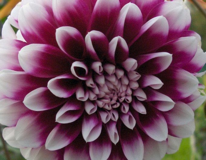 Dahlia ´Edinburgh´