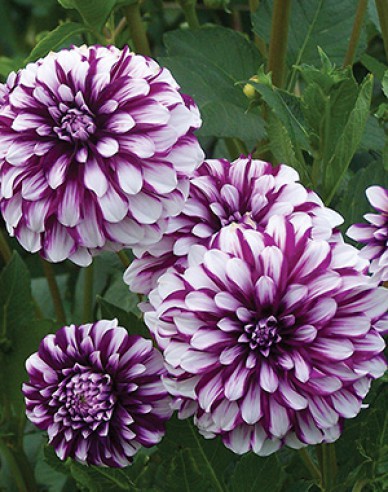 Dahlia ´Edinburgh´