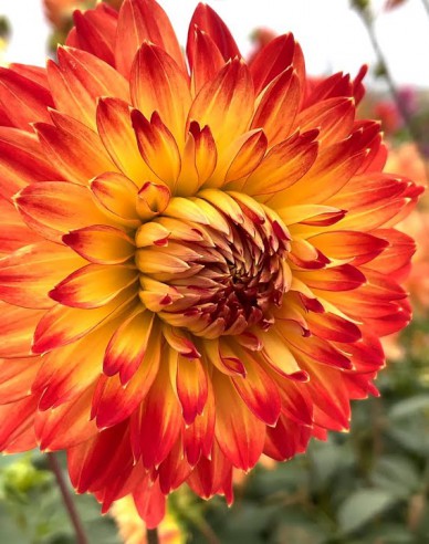 Dahlia ´Procyon´