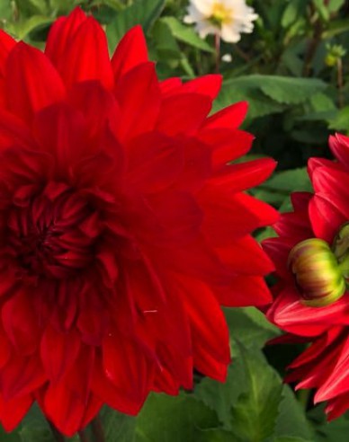 Dahlia ´Garden Wonder´