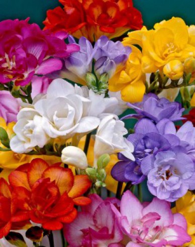 Frézia jednoduchá ´Mix´