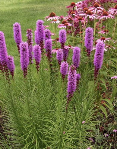 Liatra spicata ´Fialový´