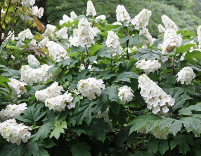 Hortenzia dubolistá ´Snow Giant´