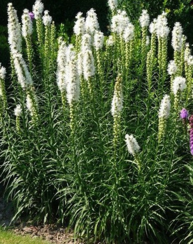 Liatra spicata ´Biely´