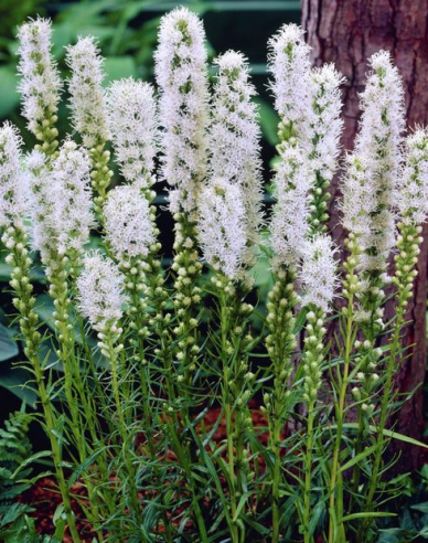 Liatra  ’Floristan White’