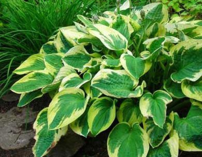 Hosta Funkia ’Wide Brim’1l