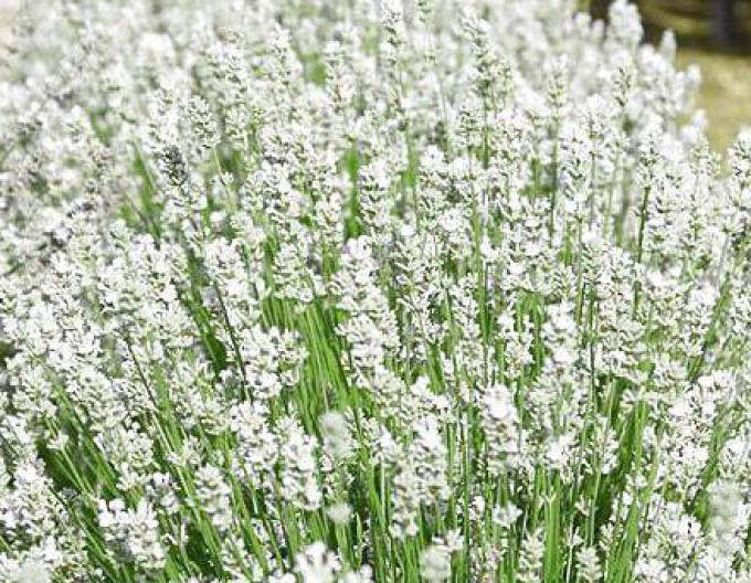 Levanduľa "Aromatico Silver"
