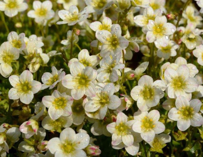 Lomikameň  ’Alpino Early Lime’