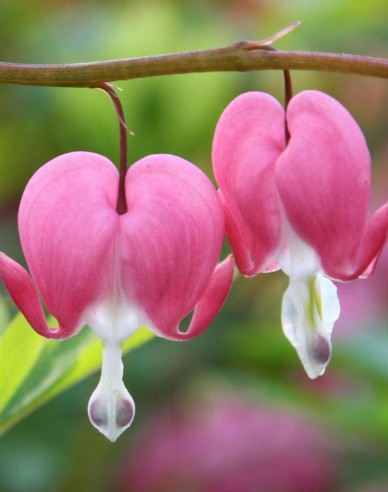 Srdcovka nádherná ´Ružová´