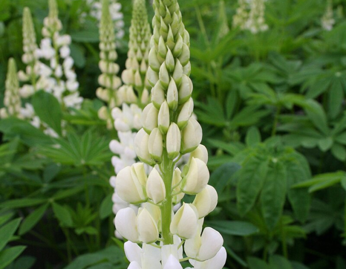 Lupina ´Biela´