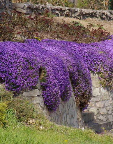 Tarička ´Audrey  Blue Shades´