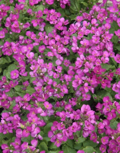 Arábka kaukazská ´Little Treasure Deep Rose´