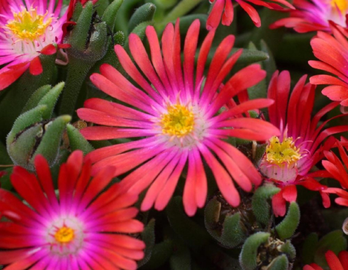 Delosperma ’Jewel of Desert Garnet´