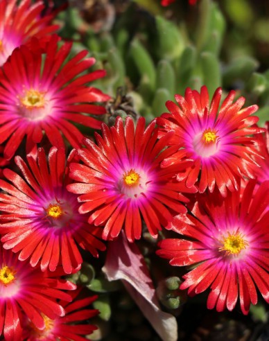 Delosperma ’Jewel of Desert Garnet´