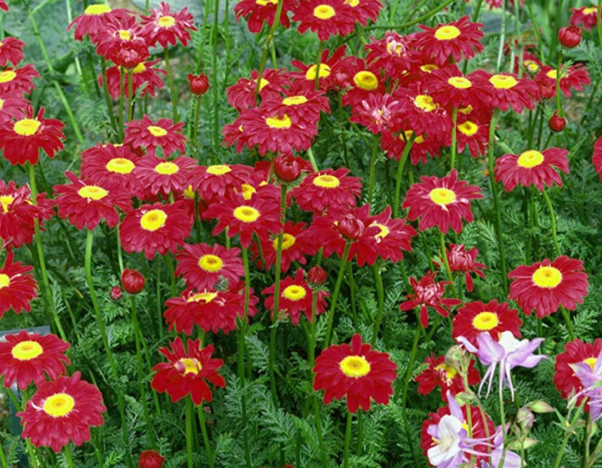 Margaréta ´Robinson´s Red´