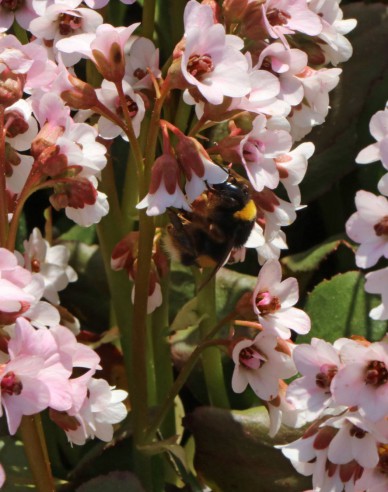 Bergenia ´Dragonfly Angel Kiss´