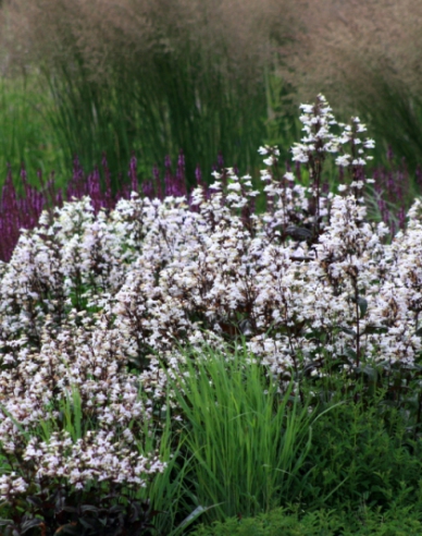 Dráčik ‘Husker’s Red’