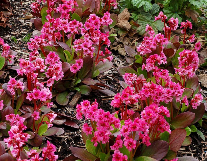 Bergenia ´Flirt´