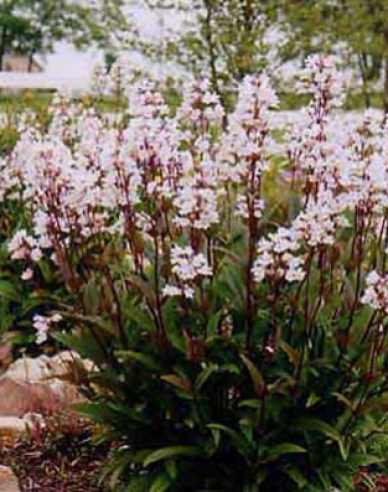 Dráčik ‘Husker’s Red’