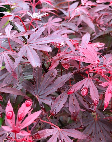 Javor ´Atropurpureum´