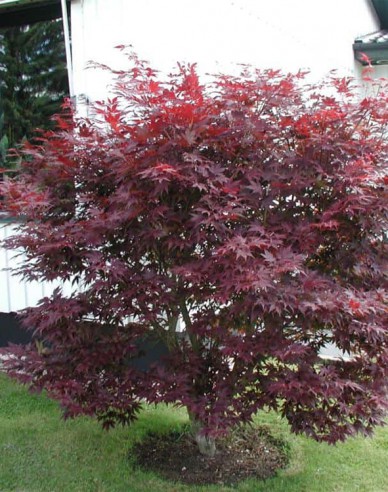 Javor ´Atropurpureum´