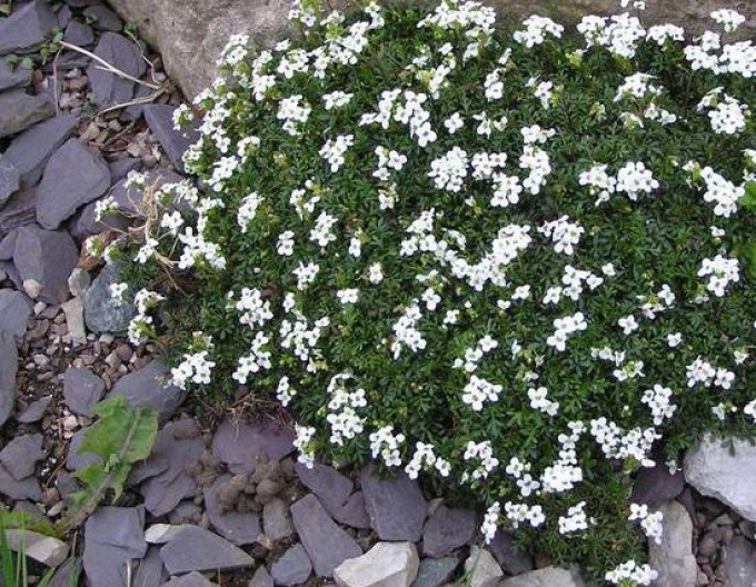 Žeruška ´Crystal Carpet´
