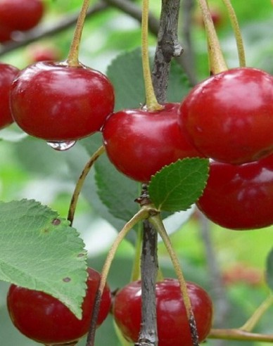 Višňa ´Nana´ neskorá, podp. Mahalebka, voľnok.