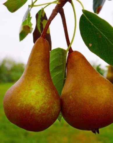 Hruška ´Boscova Fľaša´ jesenná, podp. Hruška planá, kont. 5l