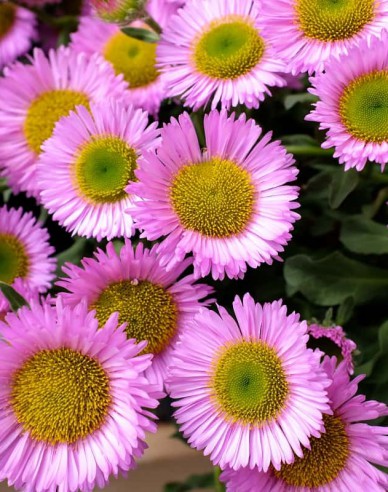 Turica ´Sea Breeze´