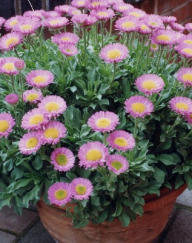 Turica ´Sea Breeze´