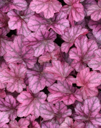 Heuchera ´Wild Rose´