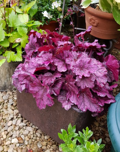 Heuchera ´Wild Rose´