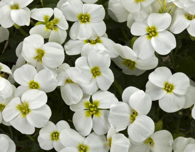 Tarička ´White´