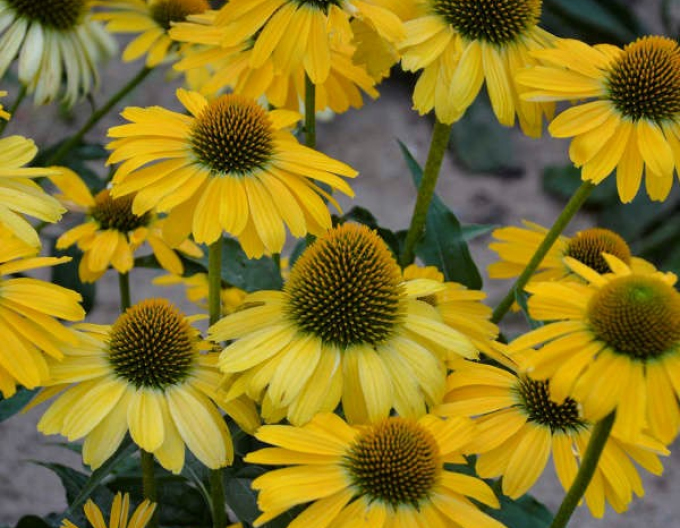 Echinacea ´Cleopatra´