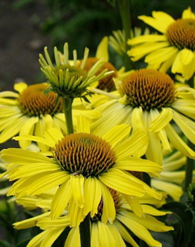 Echinacea ´Cleopatra´